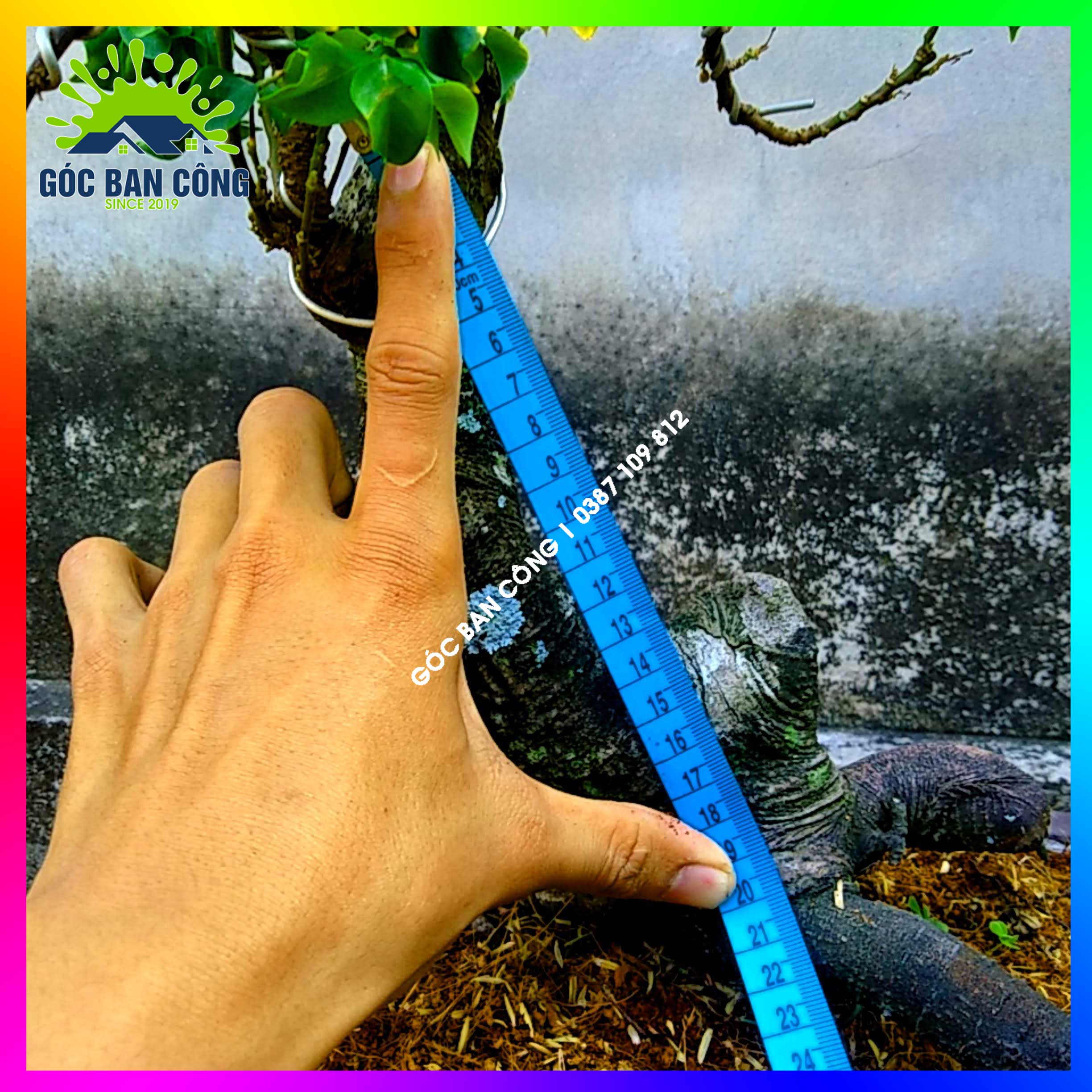 Cây Khế Bonsai Mini Gốc Quái - KBS21
