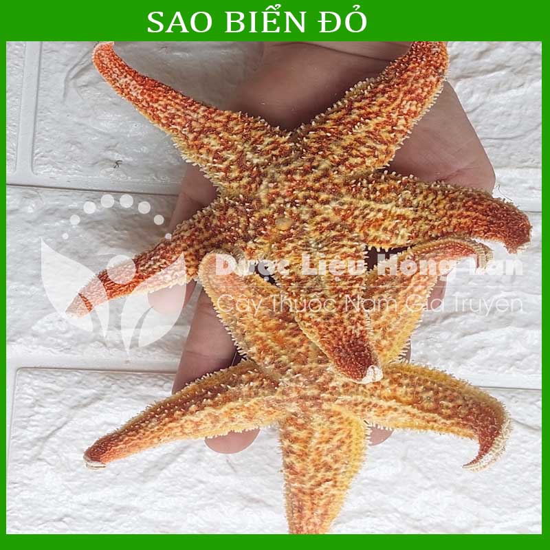 ✅ 500g Sao Biển đỏ khô sạch loại 1 size lớn