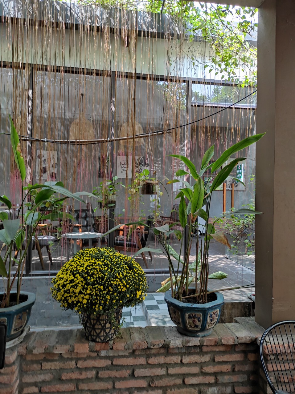 Cây leo trang trí Liêm Hồ Đằng