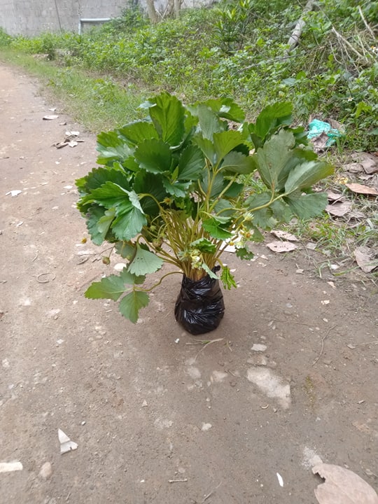 3 BẦU DÂU TÂY CÓ QUẢ