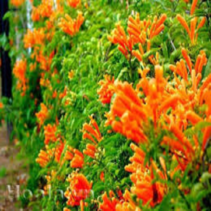 CHẬU CÂY GIỐNG HOA CHÙM ỚT( HOA RẠNG ĐÔNG)