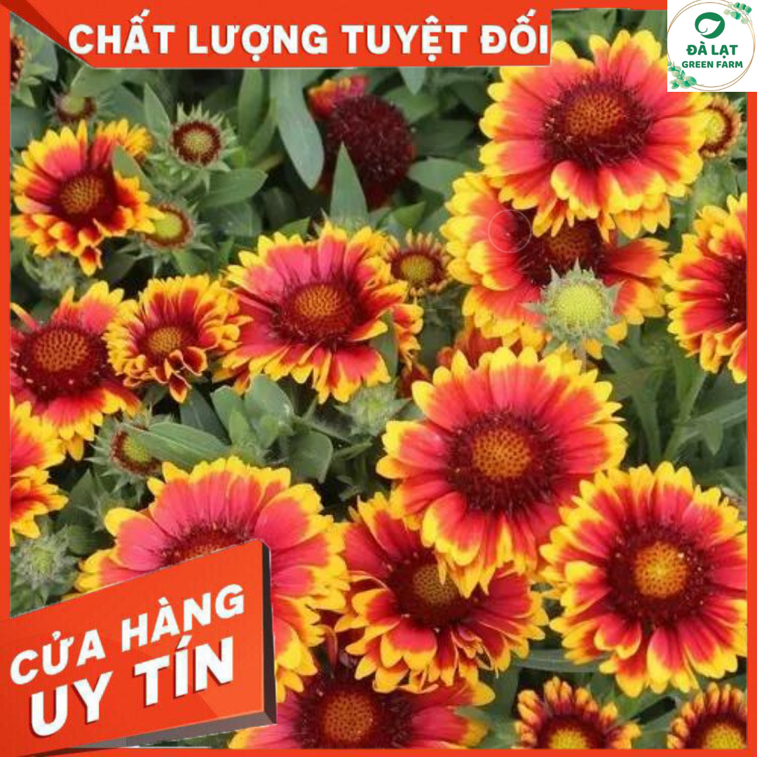 50H - HẠT GIỐNG HOA CÚC CÔNG CHÚA MIX