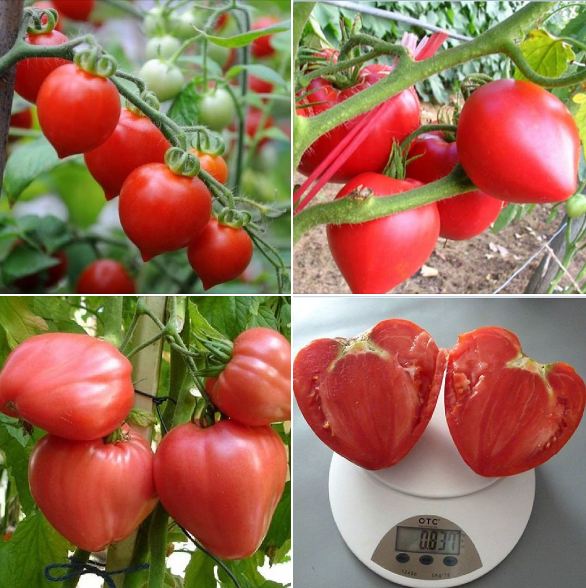 Combo 4 gói cà chua các loại - ( cà chua khổng lồ - cà chua trái tim - bi dây đỏ và vàng )