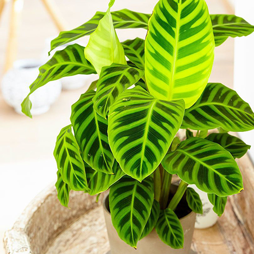 Cây đuôi công Calathea zebrina Peacock - Trang Flowers