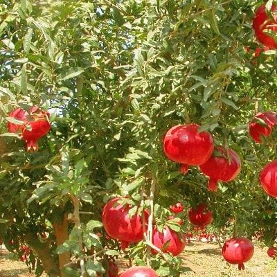 Hạt giống lựu lùn đỏ (Giống F1 dễ trồng)