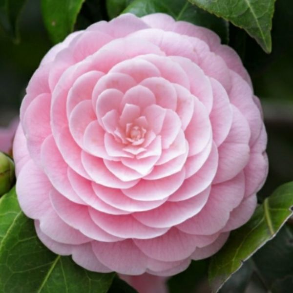 4 cây hoa trà mi 2 đỏ. 2 trắng