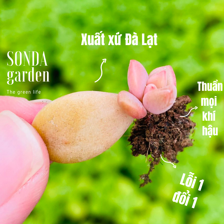 Combo 5 lá mầm sen đá đá nâu khỏe đẹp lỗi1đổi1