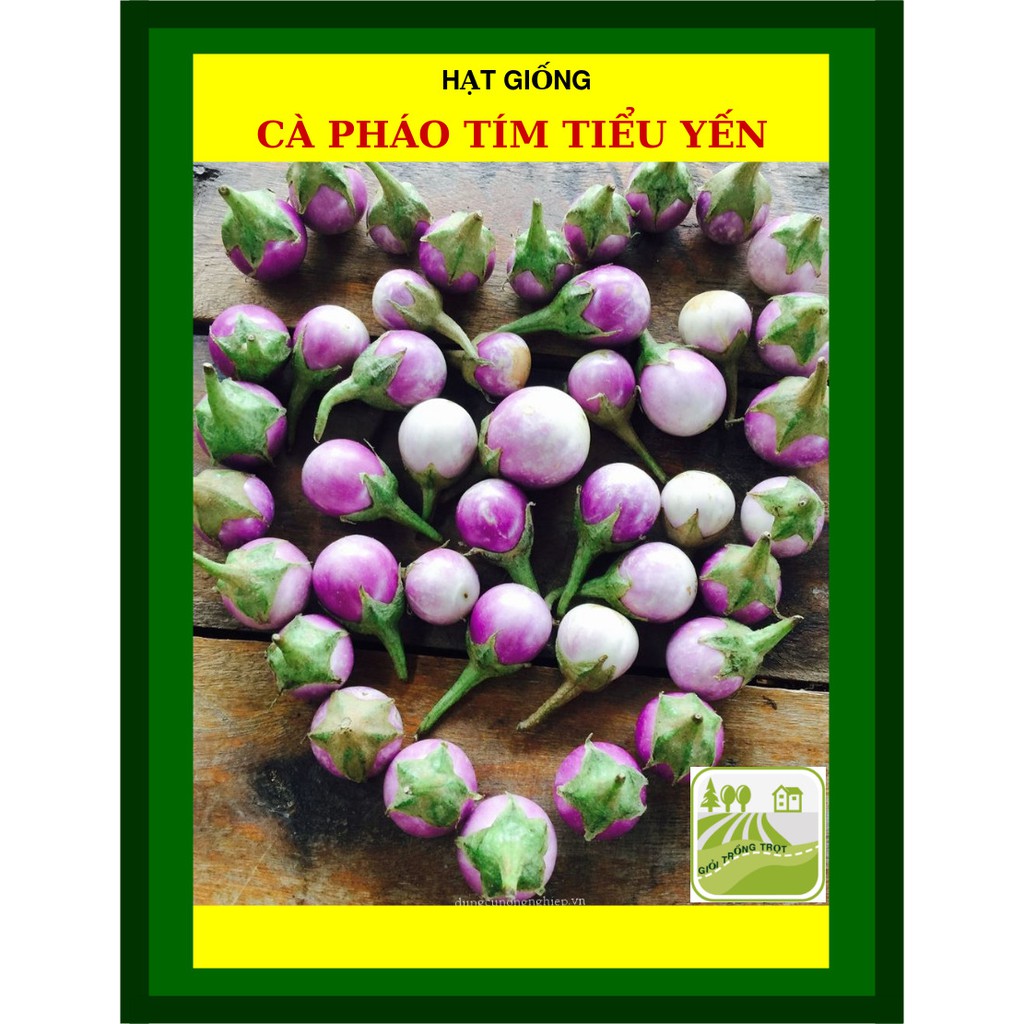 1G - Hạt Giống Cà Pháo Tím Tiểu Yến