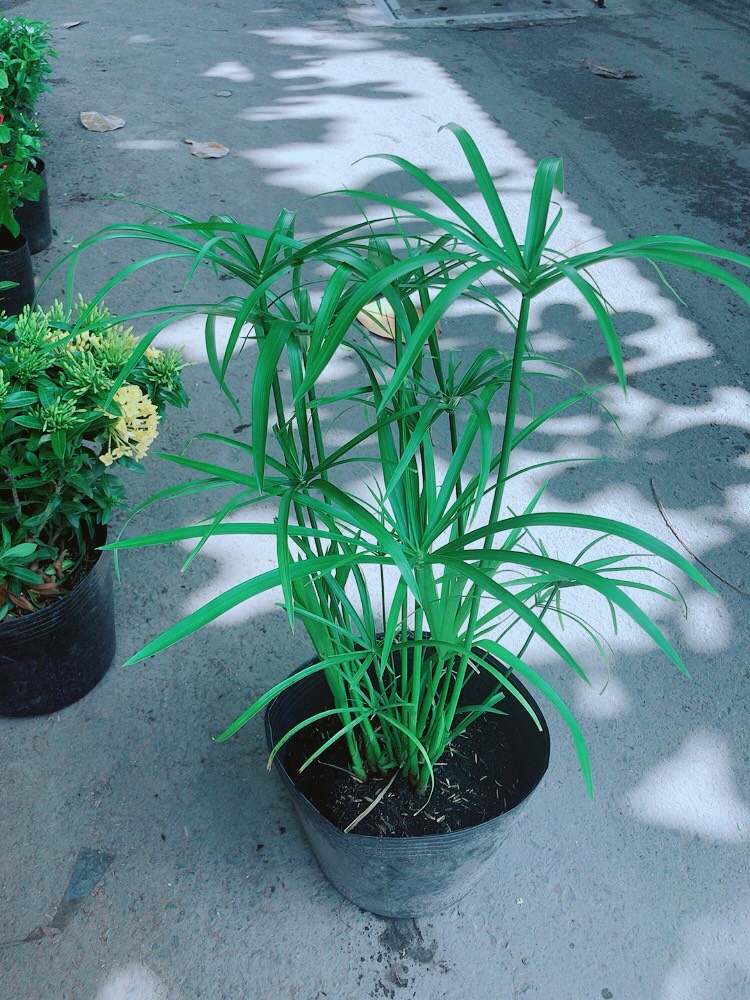 Cây Trúc Thủy