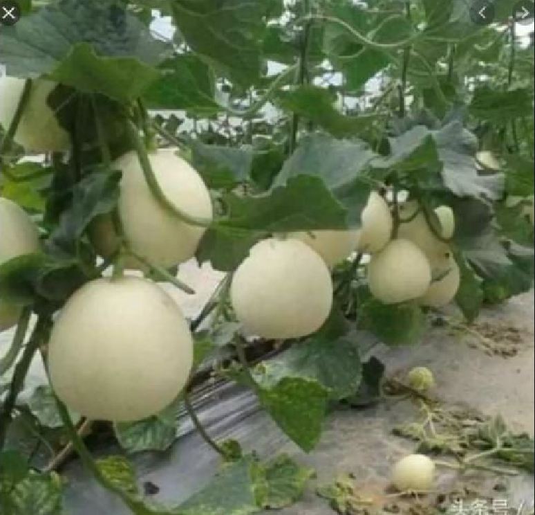 Hạt giống dưa lê trắng (dưa lê bạch tuyết ) - 1 gói 20 hạt - VTNN2