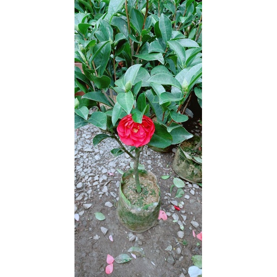 Cây Hoa Trà My Hoa Đỏ Size Nhỏ