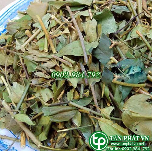 [Trà khô với về hàng] Chè vằng giảm cân 500g - Thảo Dược Tấn Phát
