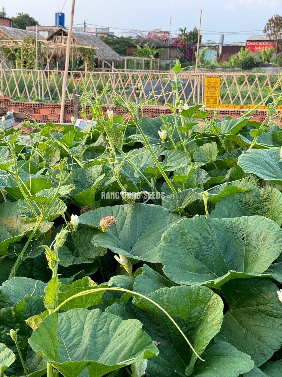 [Seeds] Hạt giống bầu siêu ngọn RD407, đóng gói 5gr (khoảng 30 hạt)