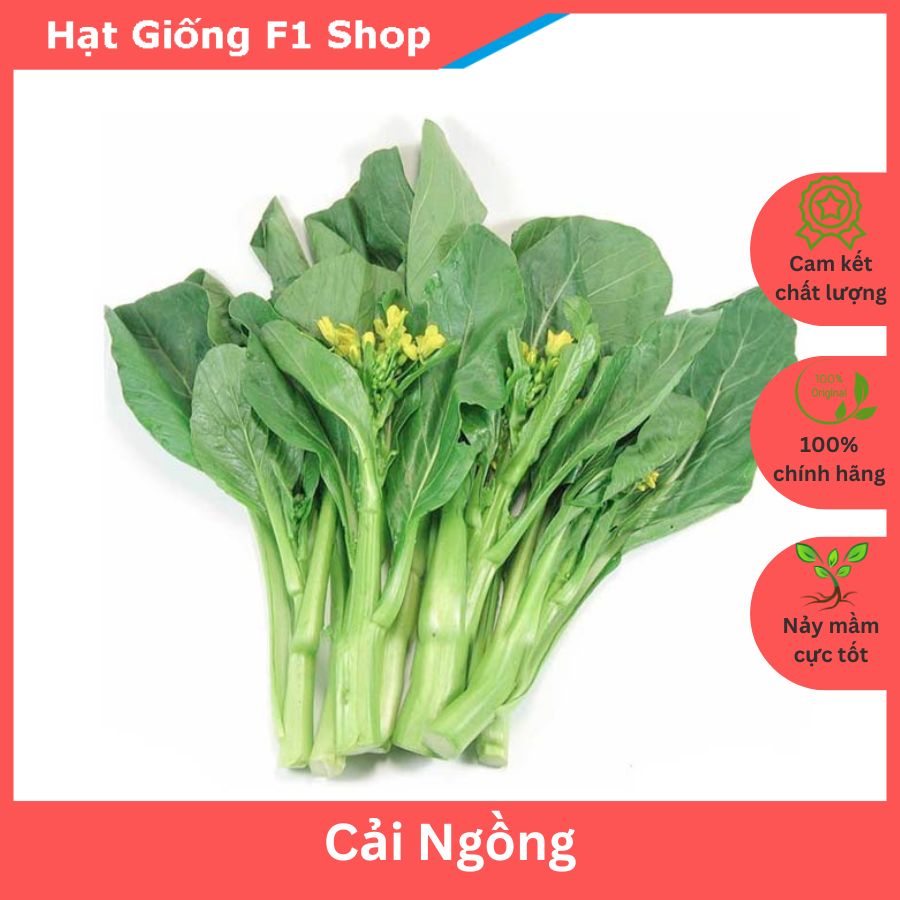 Hạt Giống Cải Ngọt Bông (Cải Ngồng) Thân Bông To 20 Gam