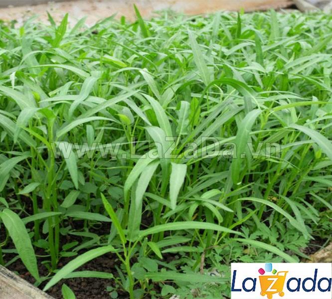 100GR Hạt Giống Rau Muống Tre Thái Lan (A5.403*W63*M104)