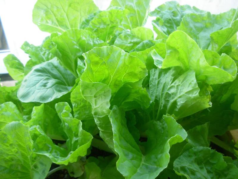 hạt giống cải bẹ dún