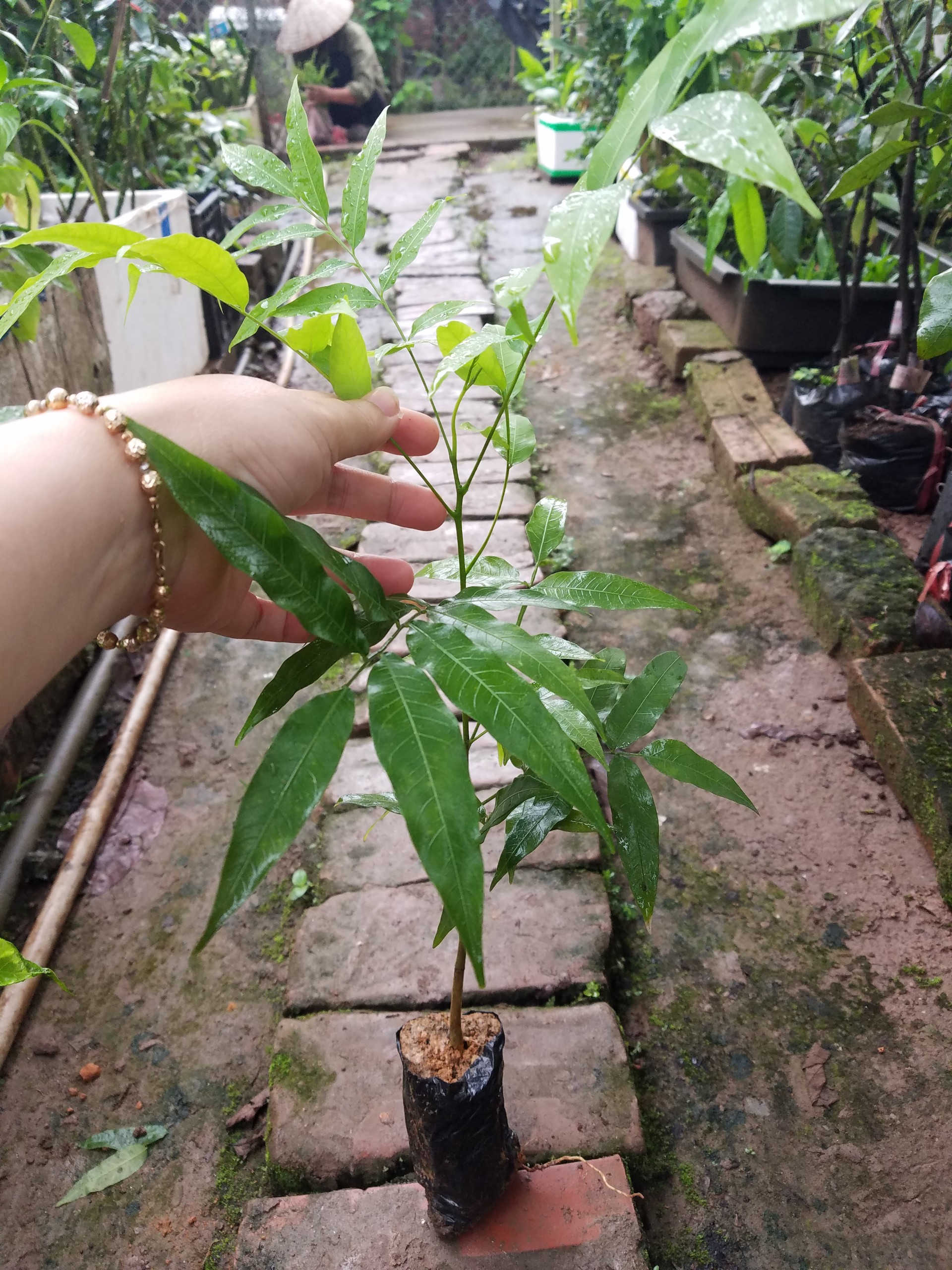 Bồ hòn chuẩn giống - Gửi cây như hình