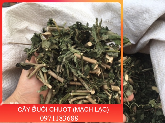 1KG CÂY ĐUÔI CHUỘT HOÀ BÌNH (KHÔ, XANH, SẠCH)
