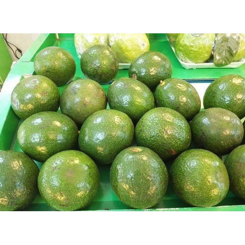 CÂY GIỐNG BƠ SÁP BOOTH 7 SIÊU NGON SIÊU QUẢ