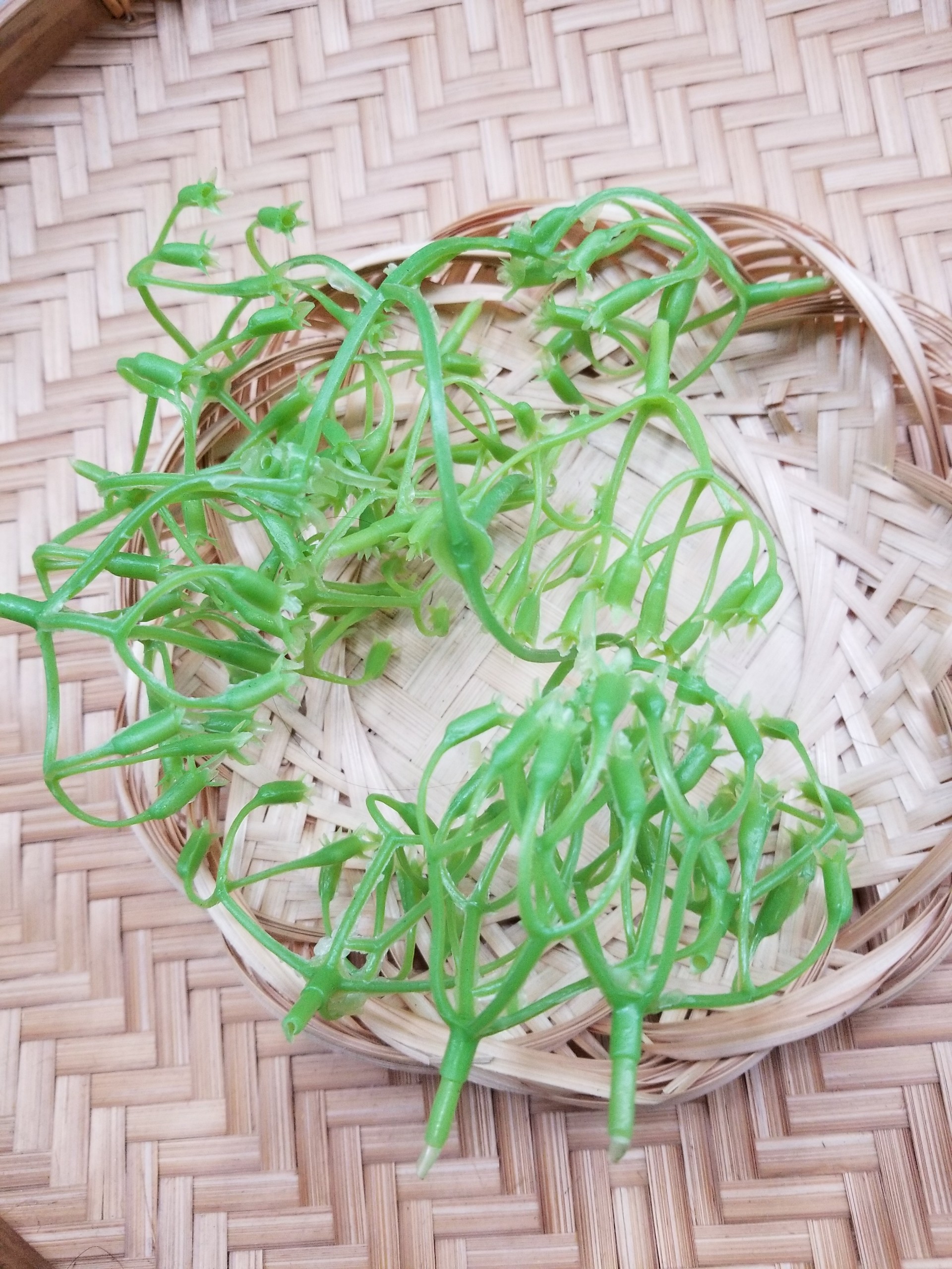 1 lạng cành chia tú cầu (cành chia + nhị trắng)