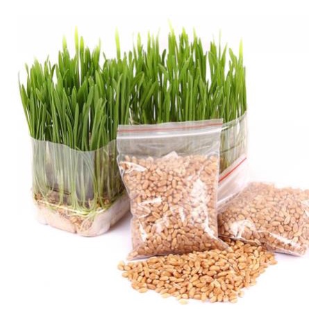 Hạt giống cỏ mèo cao cấp 100gr