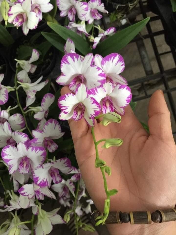 Chớp Enobi ( Chớp sữa ) Chậu F12
