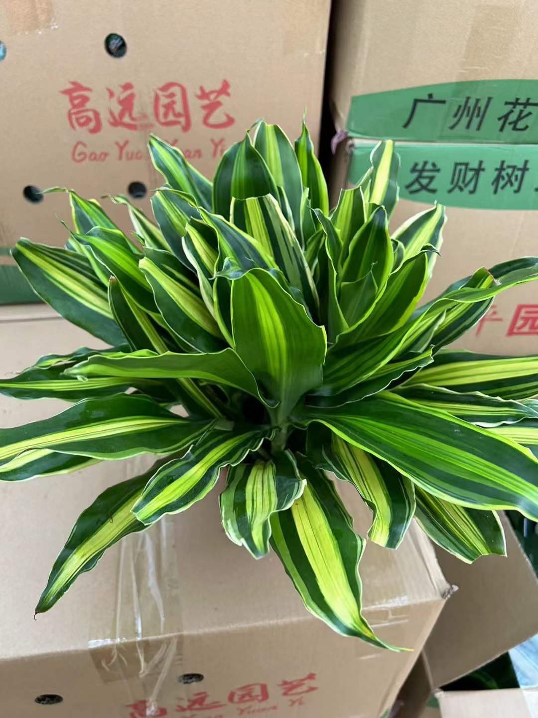 CHẬU CÂY THIẾT MỘC LAN NHƯ ẢNH