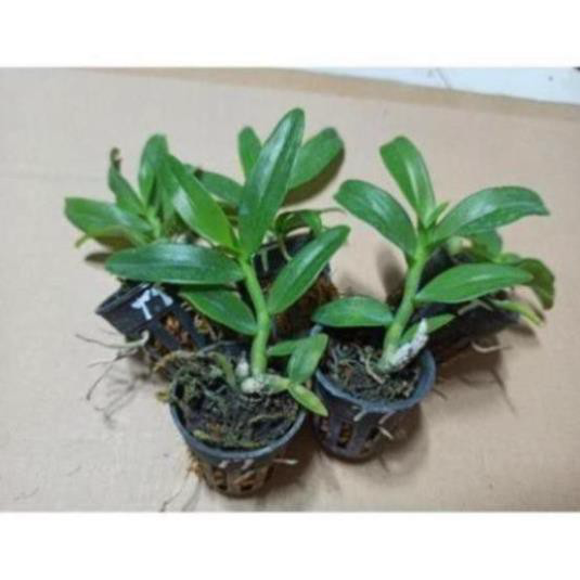Hoa Lan Trầm Trắng Giống Hoa Thơm