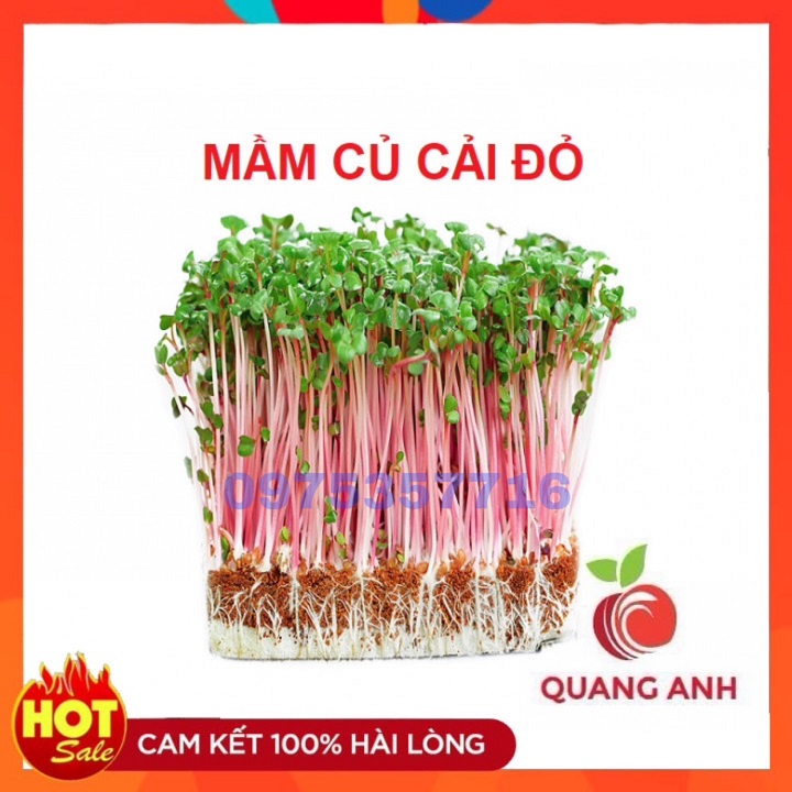Hạt giống rau mầm củ cải đỏ - hạt giống rau mầm