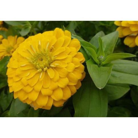 HẠT HOA CÚC CALI NHIỀU MÀU - GÓI 1 GRAM