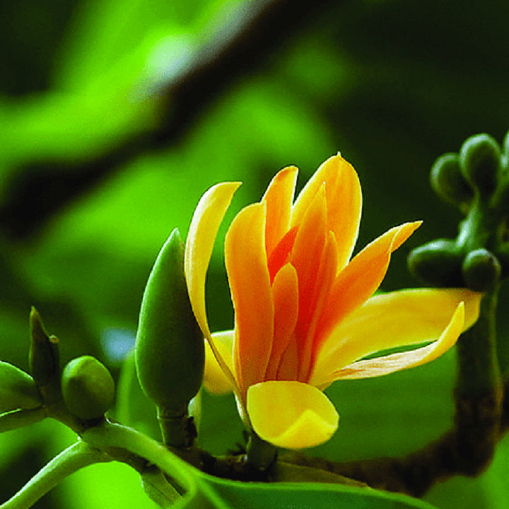 CÂY GIỐNG HOA NGỌC LAN VÀNG