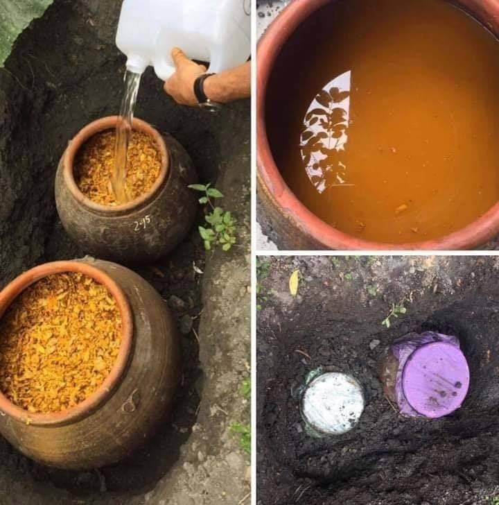 RƯỢU GỪNG NGHỆ GẤC HẠ THỔ