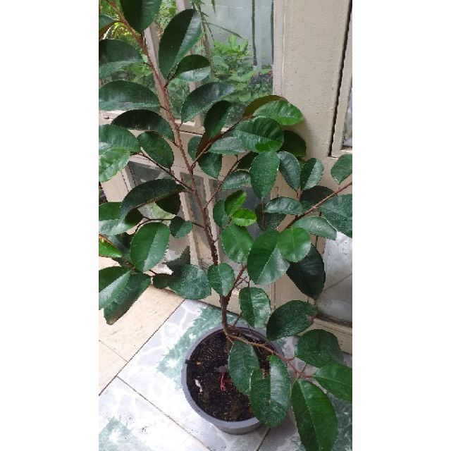 Cây vú sữa bơ hồng.