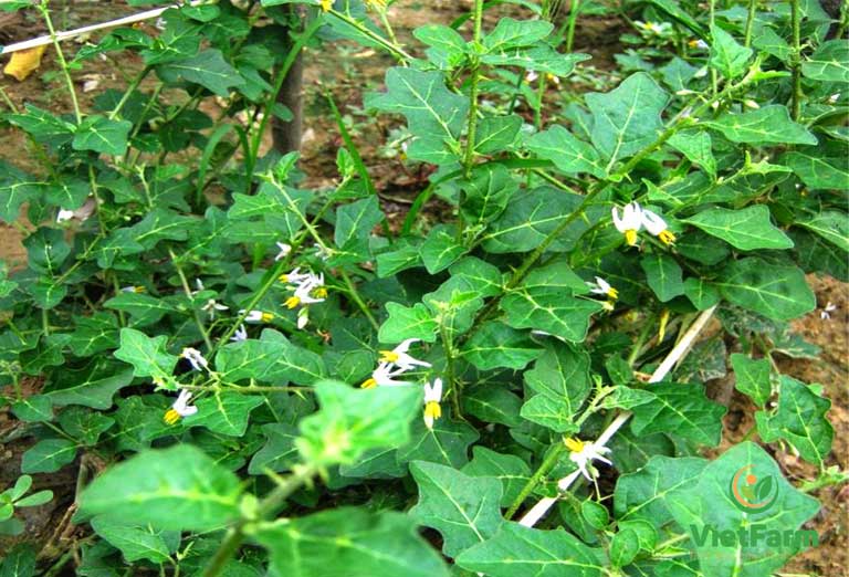 Bột Cà Gai Leo
