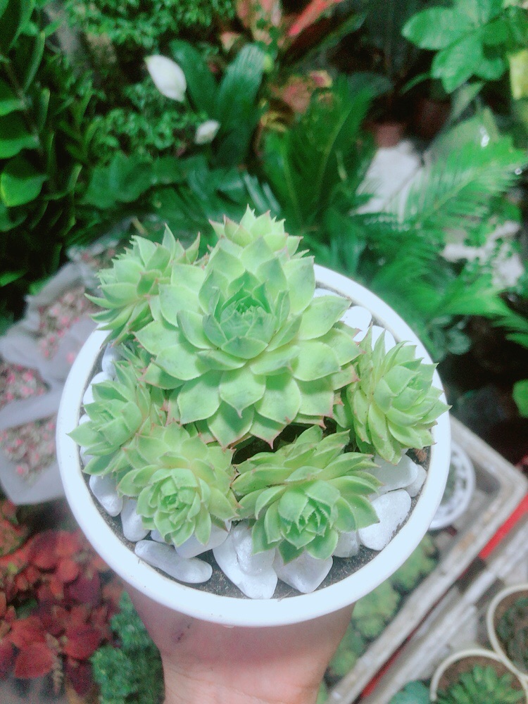 [HCM]Sen Phật Bà Xanh Kèm Chậu Sứ