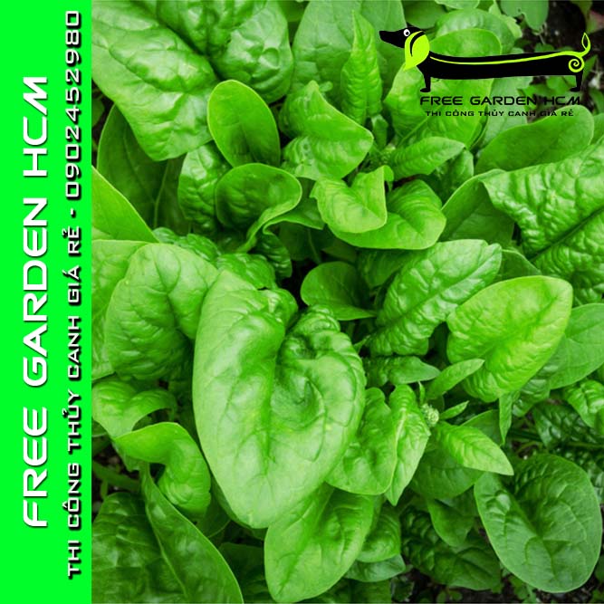1200 HẠT GIỐNG CẢI BÓ XÔI SPINACH – Rijkzwaan – Hà Lan