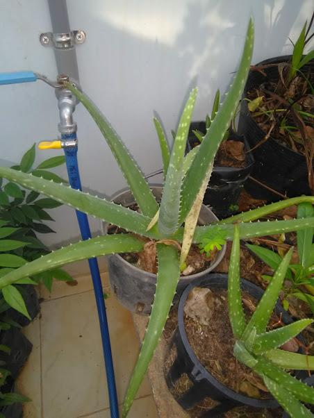 Cây nha đam, giống Mỹ, cây giống như hình