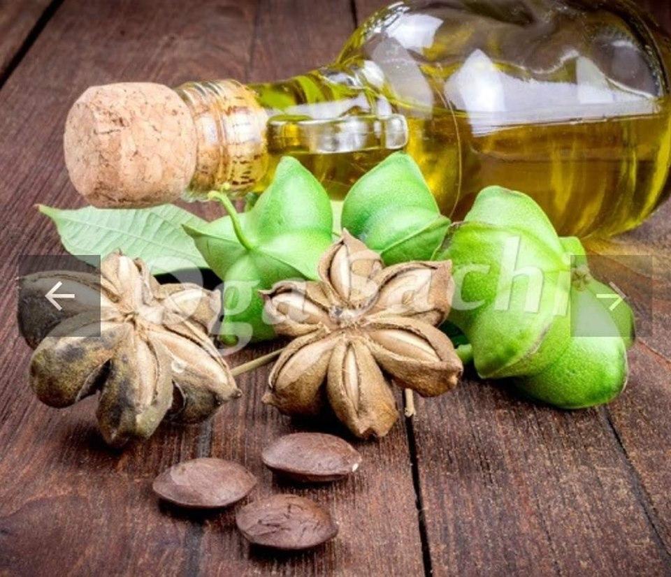 Dầu sachi Nguyên chất 100% 500ml