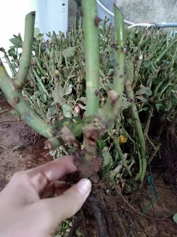 Gốc Hoa Hồng Ngoại Siêu Hoa