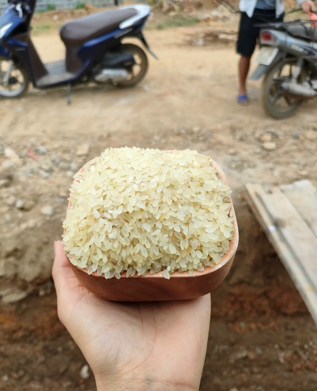 ĐẶC SẢN TÂY BẮC: GẠO KHẨU HANG (gạo đặc sản làm từ lúa nếp non tú lệ yên bái)
