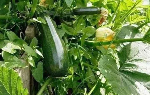 Hạt giống bí ngòi xanh gói 15 hạt