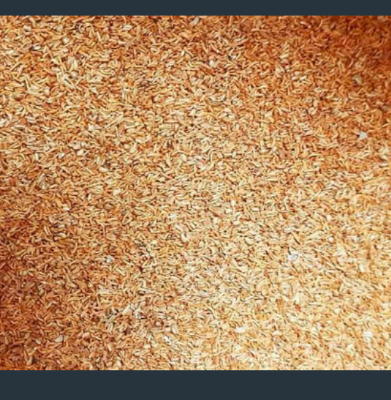 Hạt giống cây bạch đàn trắng - gói 50gram