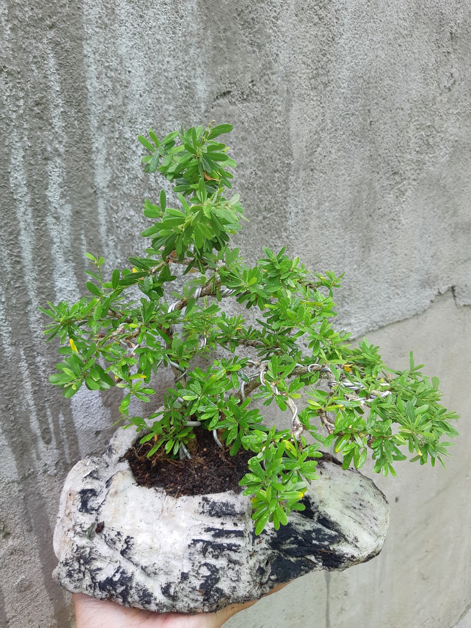 linh sam bonsai non bộ đá