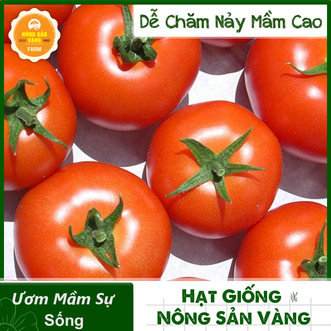 Hạt giống Cà Chua Đỏ Quả To, Quả Cà Chua Màu Đỏ Tươi Đẹp Mắt Kích Thước To Hơn Cà Chua Thông Thường (Gói 50 Hạt) - Nông Sản Vàng
