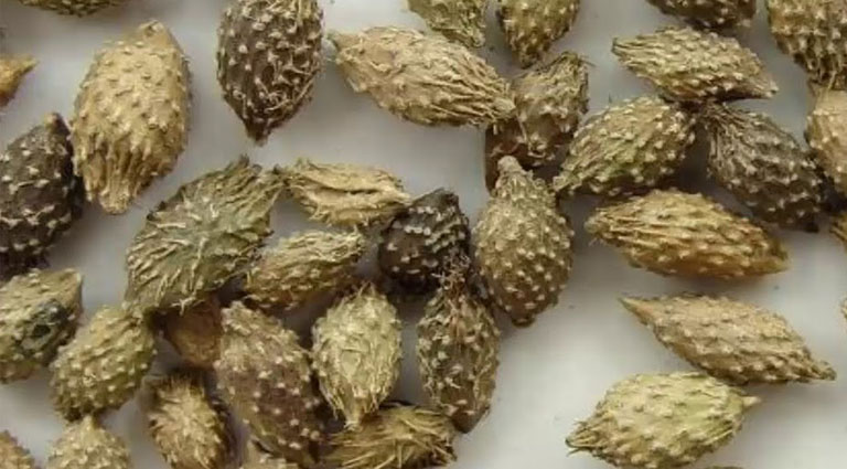 Dried Horse Head 500Gr, First Class Product Gt242