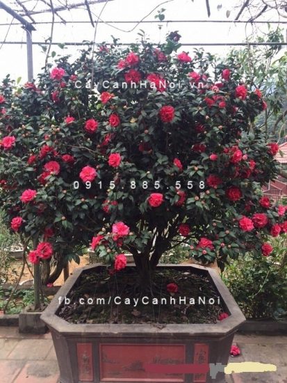 Bầu cây hoa trà my đỏ cổ