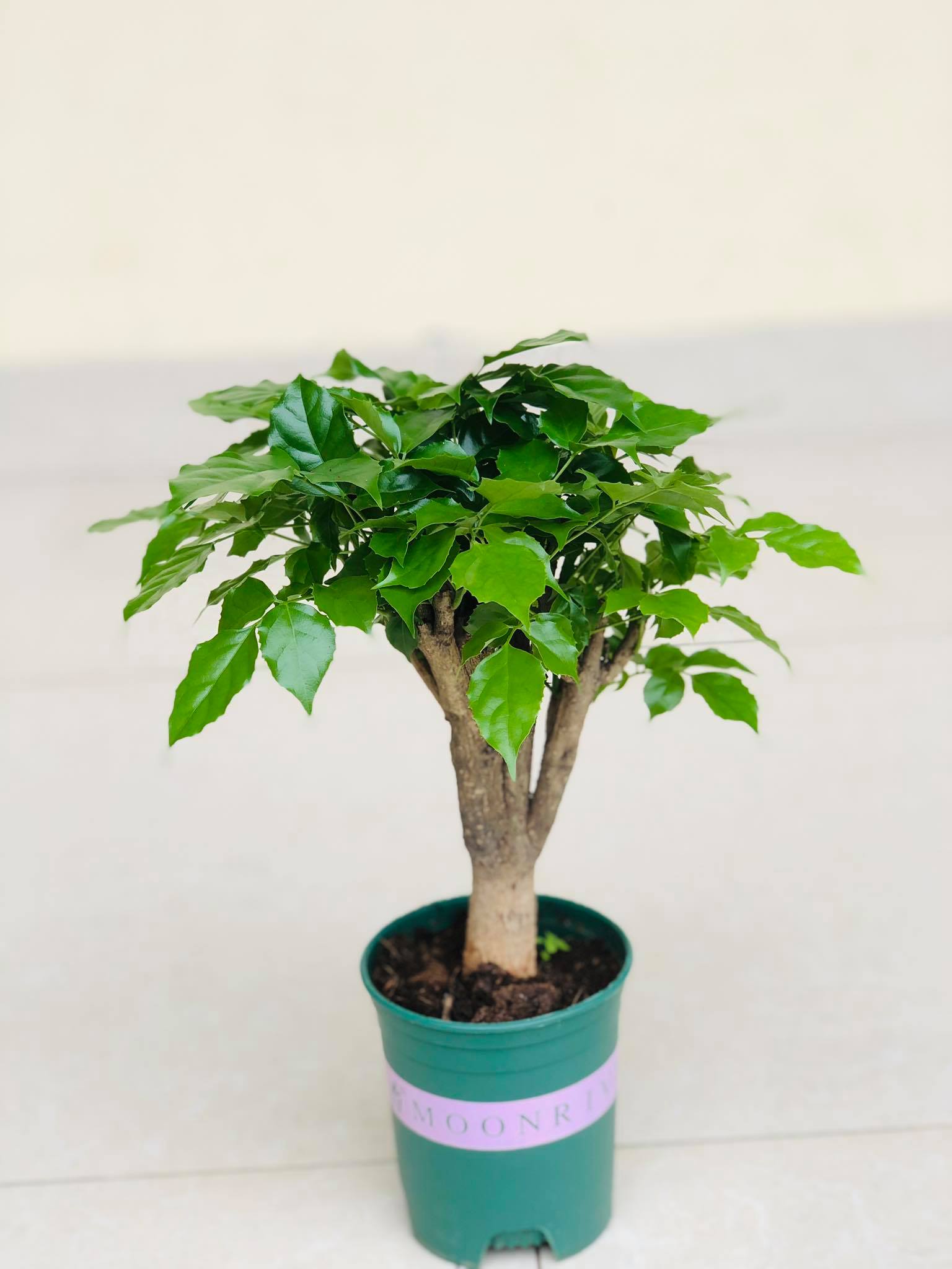 Cây hạnh phúc  cao 40cm (ảnh thật)