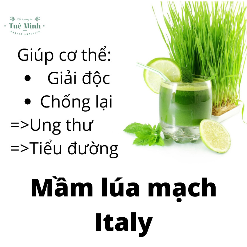 Hạt Giống Mầm Lúa Mạch ( ITALY ) túi 1kg