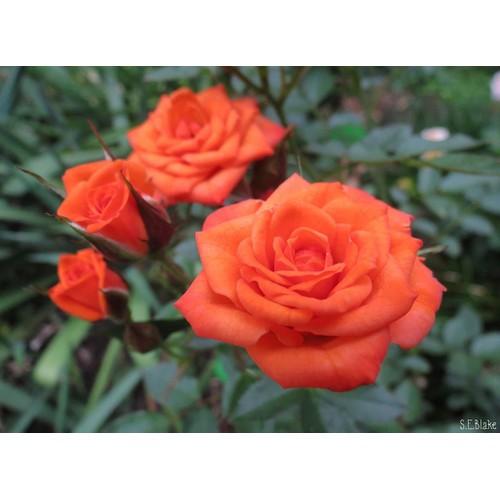[HCM]Hạt giống hoa hồng tỷ muội