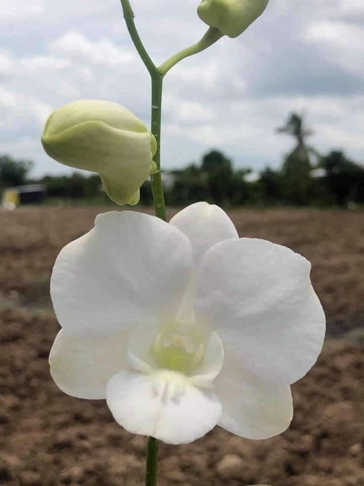 Hoa lan denro lai hồ điệp trắng
